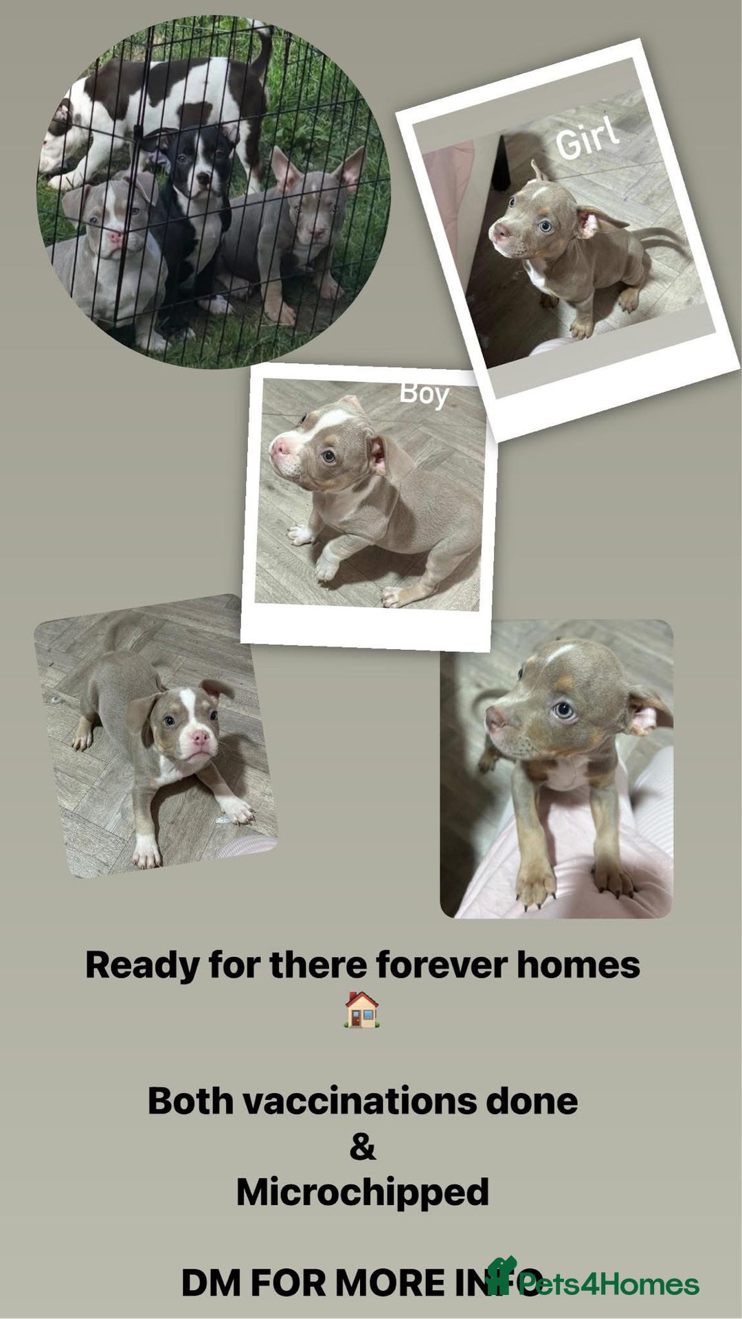 American Bully dogs for sale: Pocket Bully puppy’s  - Image 10