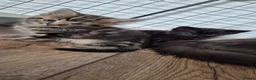 Russian Blue cats for sale: Russian Blue X Bengal - Advert 6
