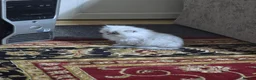 Persian cats for sale: Persian kitties in Alloa - Advert 6