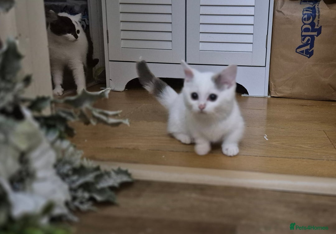 Munchkin cats for sale: Short legs boy £900 only until August 9th  - Image 16