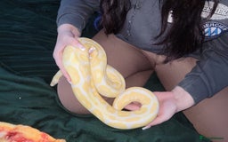 Python Snake reptiles for sale: Albino ball python and enclosure for sale  - Image 6