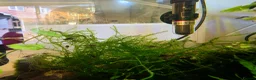 Shrimps fish for sale: 10 x Wild-Type Ornamental Shrimp (Neocaridina) - Advert 3