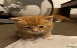 Mixed Breed cats for sale: 6 beautiful kittens for sale  - Image 3