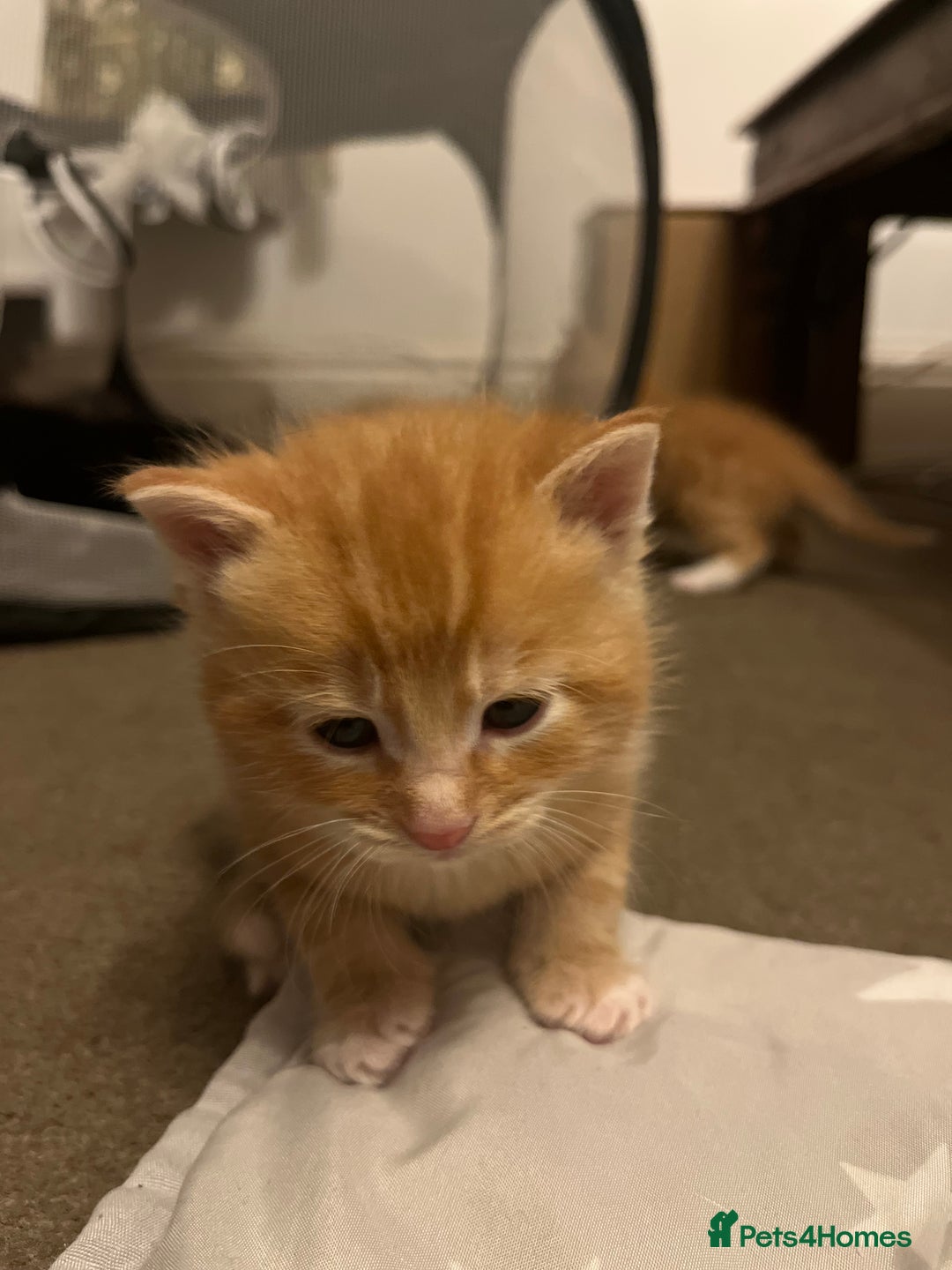 Mixed Breed cats for sale: 6 beautiful kittens for sale  - Image 3