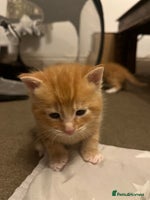 Mixed Breed cats - Advert 8