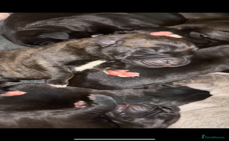 Cane Corso dogs - Advert 1