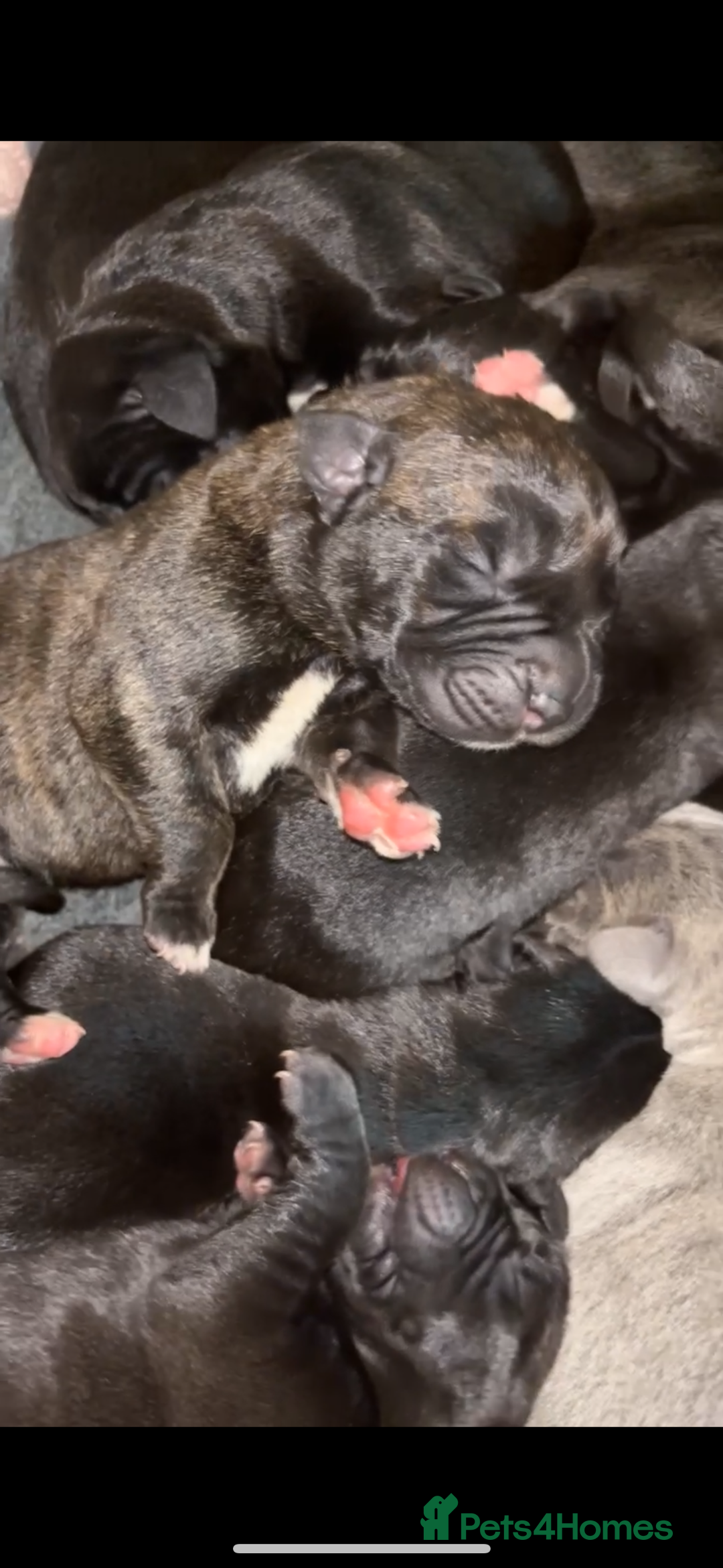 Cane Corso dogs for sale: Cane Corso first litter of puppies !! - Image 1