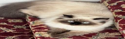 Persian cats for sale: Persian kittens for sale - Advert 2