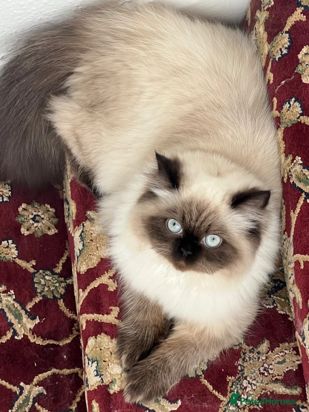 Persian cats for sale: Persian kittens for sale - Advert 2