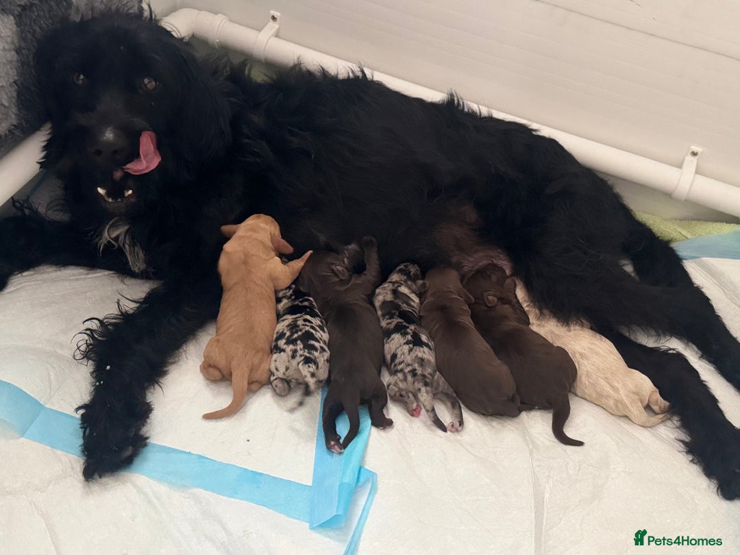Mixed Breed dogs for sale: Labradoodle X Cocker Spaniel - Image 15