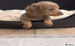 Miniature Dachshund dogs for sale: Gorgeous Miniature Daschunds  - Image 6