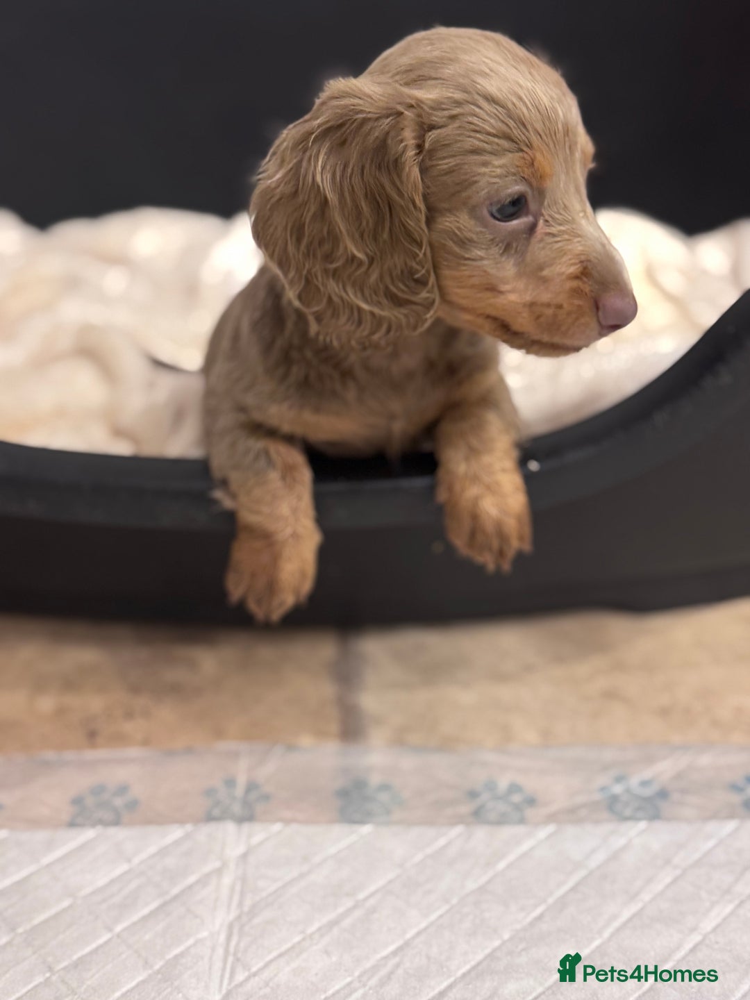 Miniature Dachshund dogs for sale: Gorgeous Miniature Daschunds  - Image 6