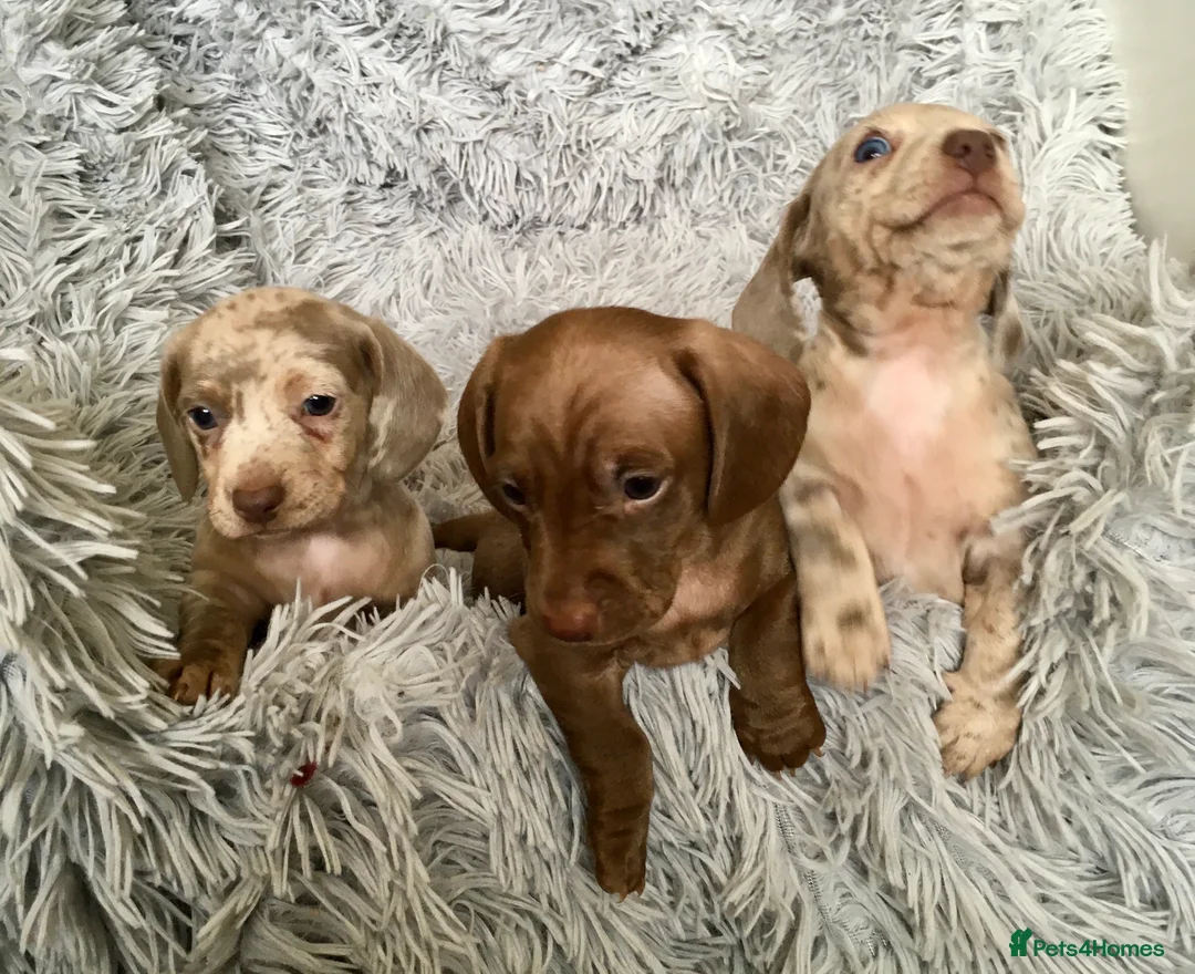 Miniature Dachshund dogs for stud: Mini Dachshund Boy for Stud, KC reg, Choc Dapple in Salford - Advert 17