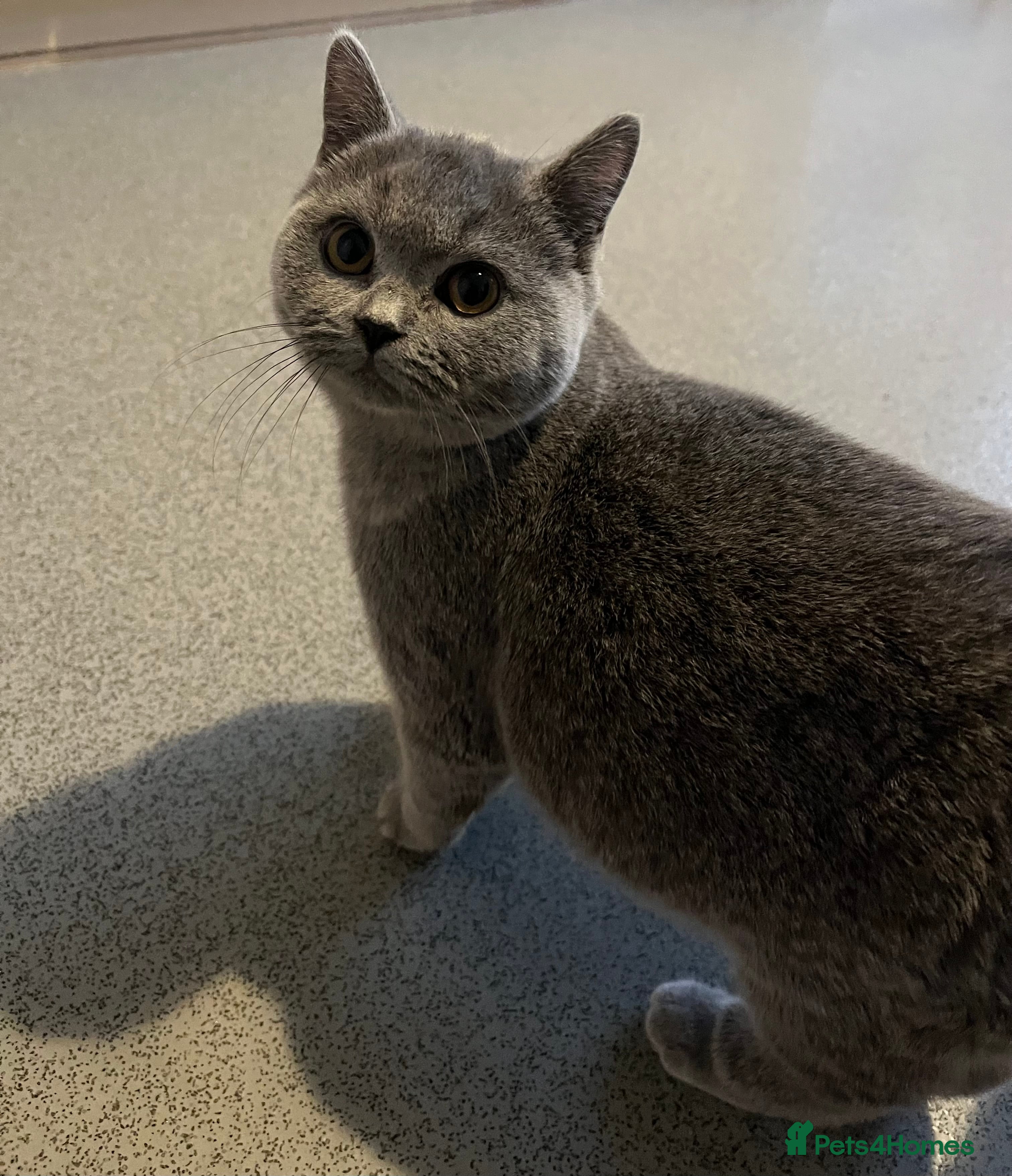 British Shorthair cats British shorthair kittens in Fareham - Advert 1