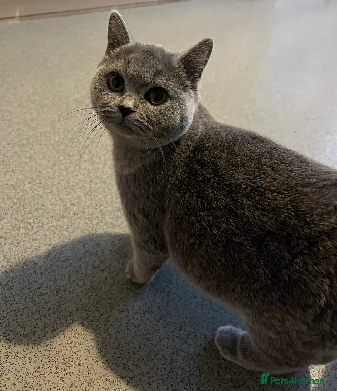 British Shorthair cats for sale: British shorthair kittens in Fareham - Advert 1
