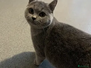 British Shorthair cats British shorthair kittens in Fareham - Advert 1