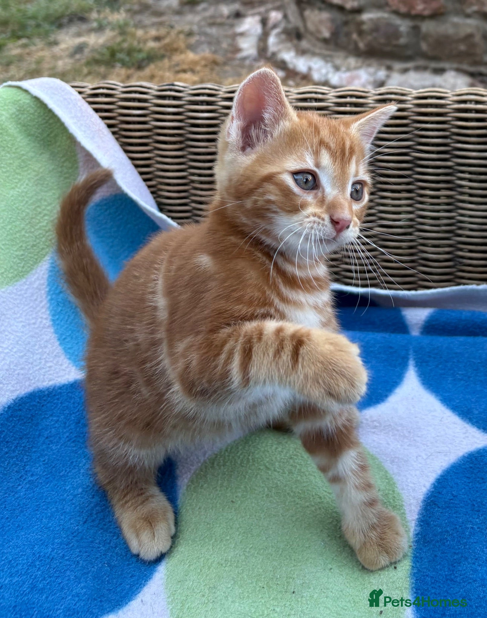 Mixed Breed cats Beautiful and playful ginger boy kitten for sale🧡 - Advert 5
