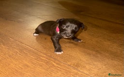 Mixed Breed dogs for sale: Stunning F1 Beddy Whippet Pups — Hearts Will Melt - Advert 21