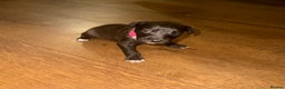 Mixed Breed dogs for sale: Stunning F1 Beddy Whippet Pups — Hearts Will Melt - Advert 21