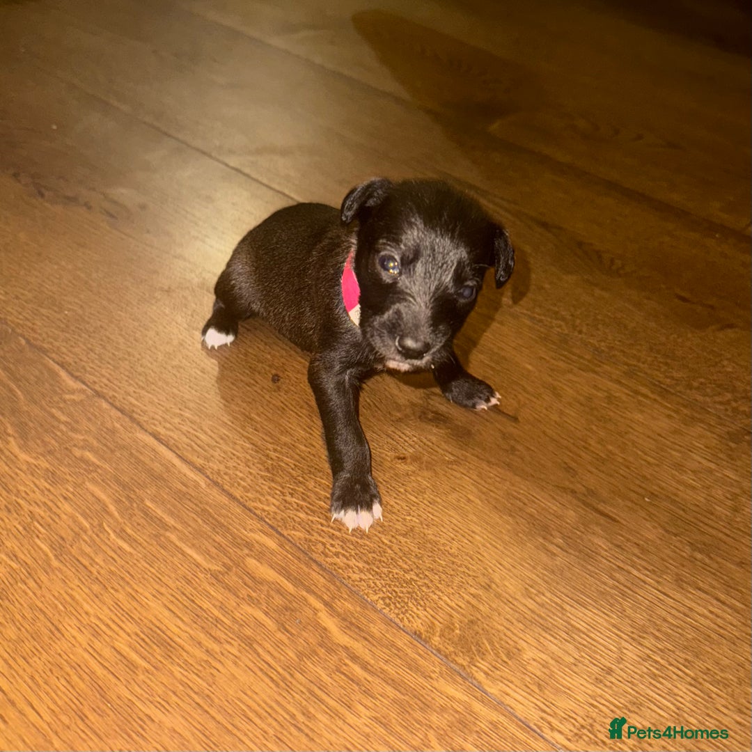 Mixed Breed dogs for sale: Stunning F1 Beddy Whippet Pups — Hearts Will Melt - Advert 21