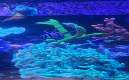 Other/Mixed Breed fish for sale: Beautiful mature reeftank - Image 5