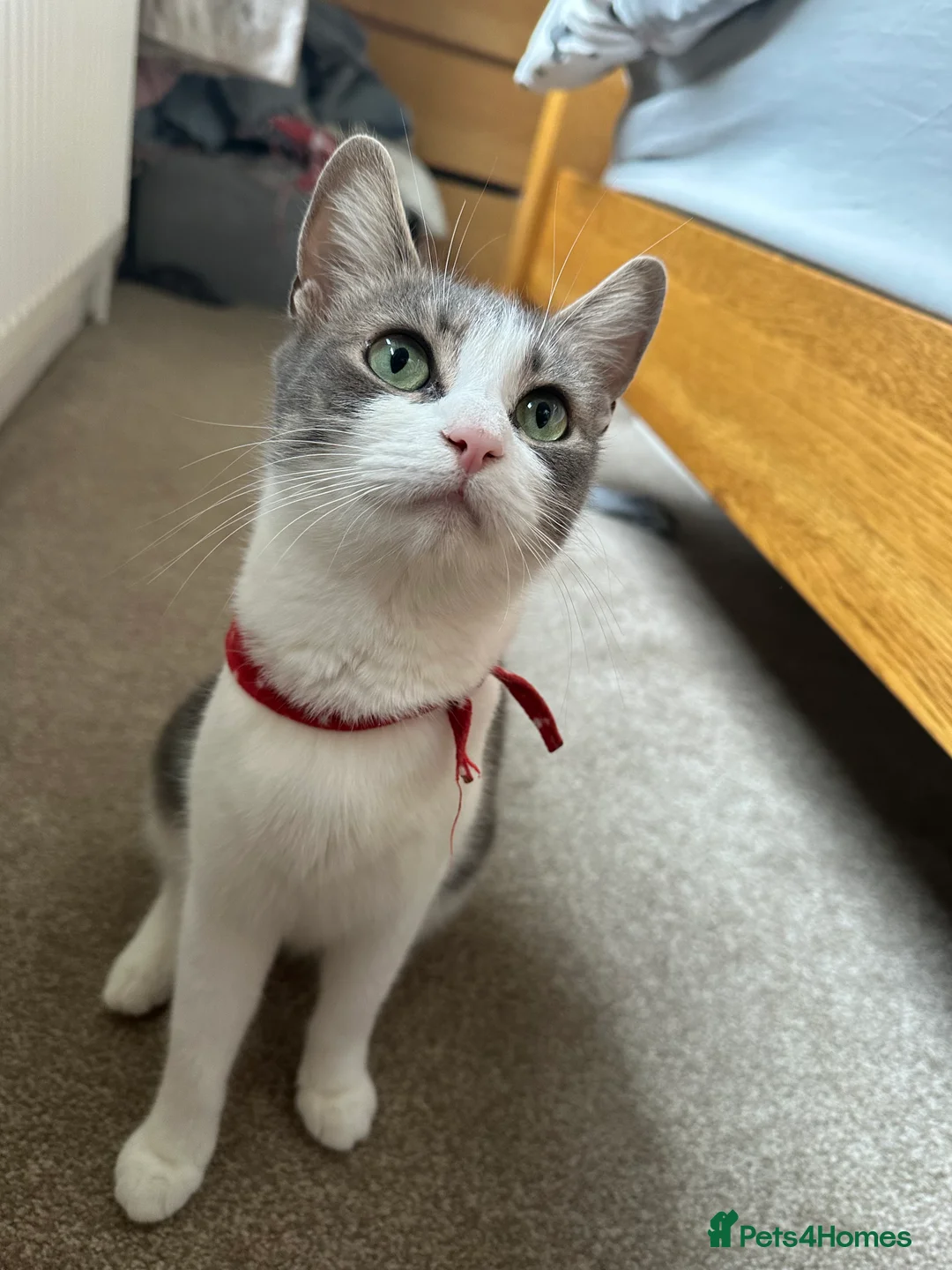 Mixed Breed cats for sale: Reserved  - Advert 5