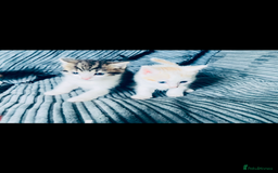Mixed Breed cats for sale: 8 Adorable Kittens  - Image 11