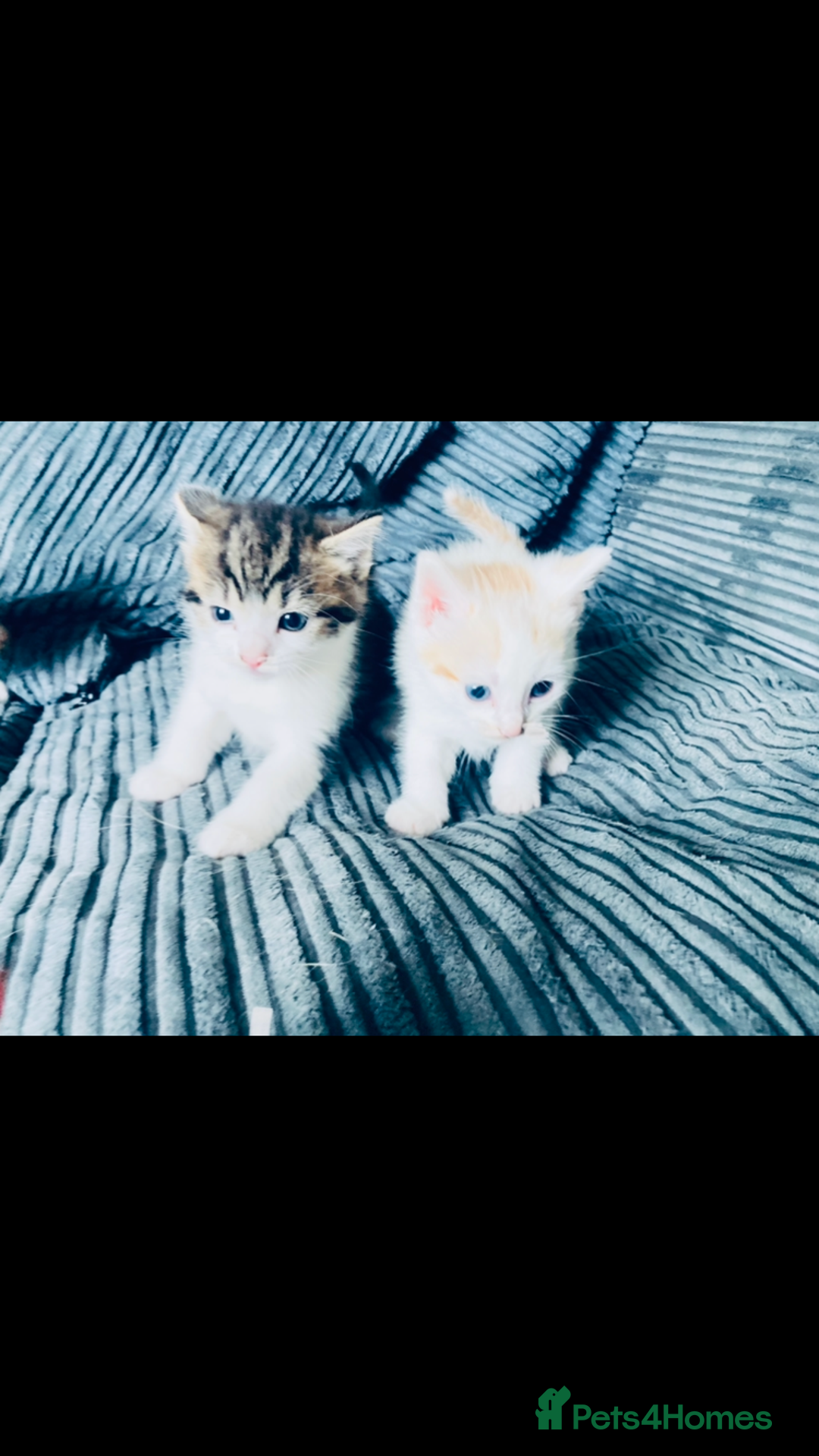 Mixed Breed cats for sale: 8 Adorable Kittens  - Image 11