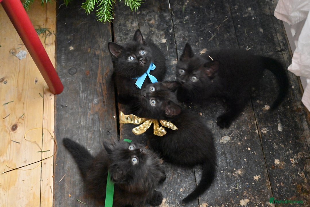 British Shorthair cats for sale: British Shorthair x Persian Kittens Available Now! - Advert 10