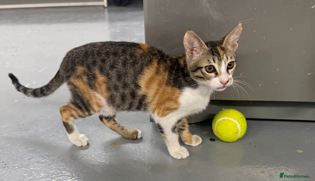 Mixed Breed cats for adoption: SALLY - FUN KITTEN HAPPY WITH OTHER CAT-SPAYED - Advert 1