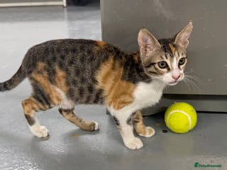 Mixed Breed cats SALLY - FUN KITTEN HAPPY WITH OTHER CAT-SPAYED - Advert 1