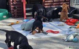 Bocker dogs for sale: Beautiful Bocker Boys - Ready Now - Image 5