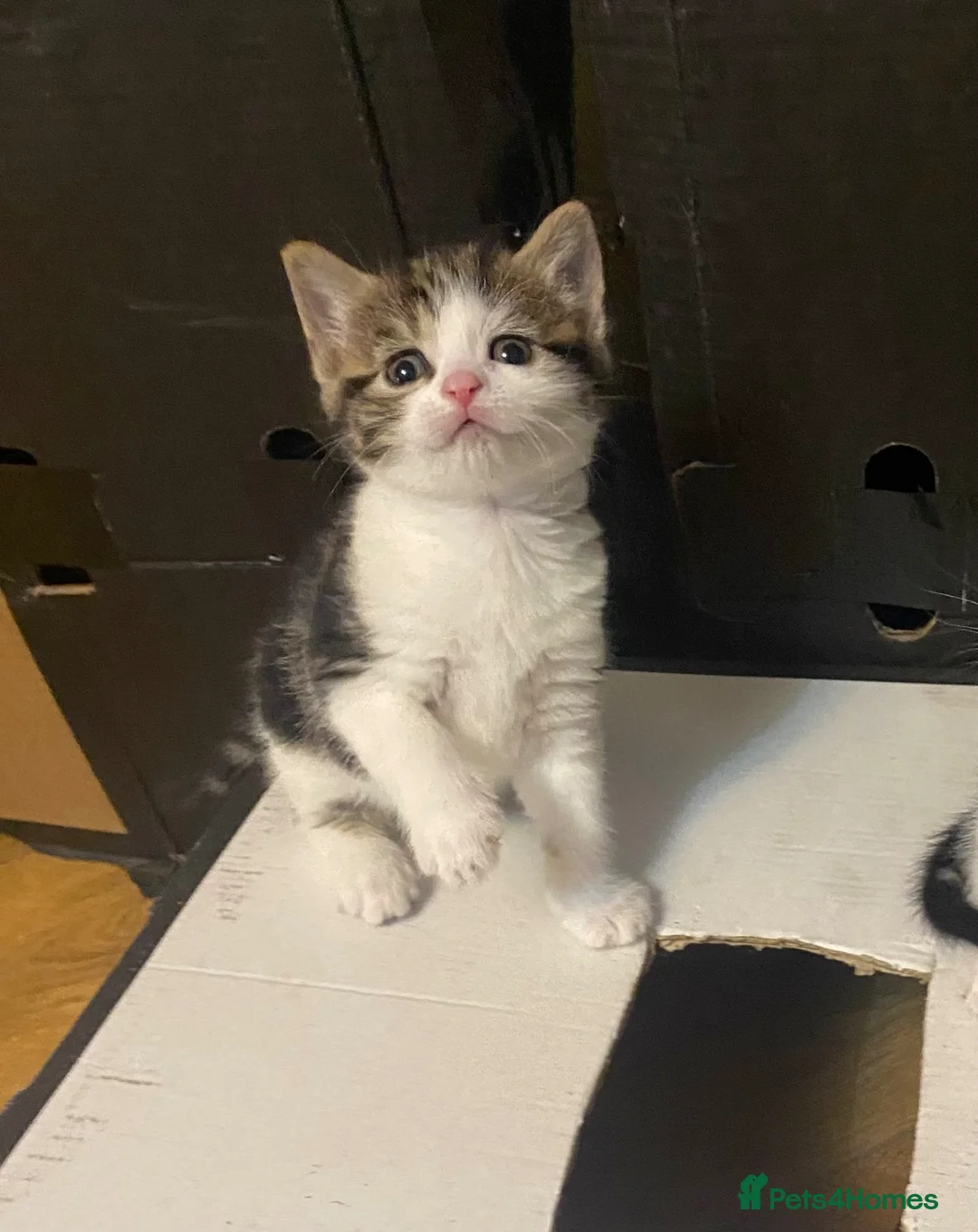 Bengal cats for sale: Bengal crossed kittens  - Advert 2