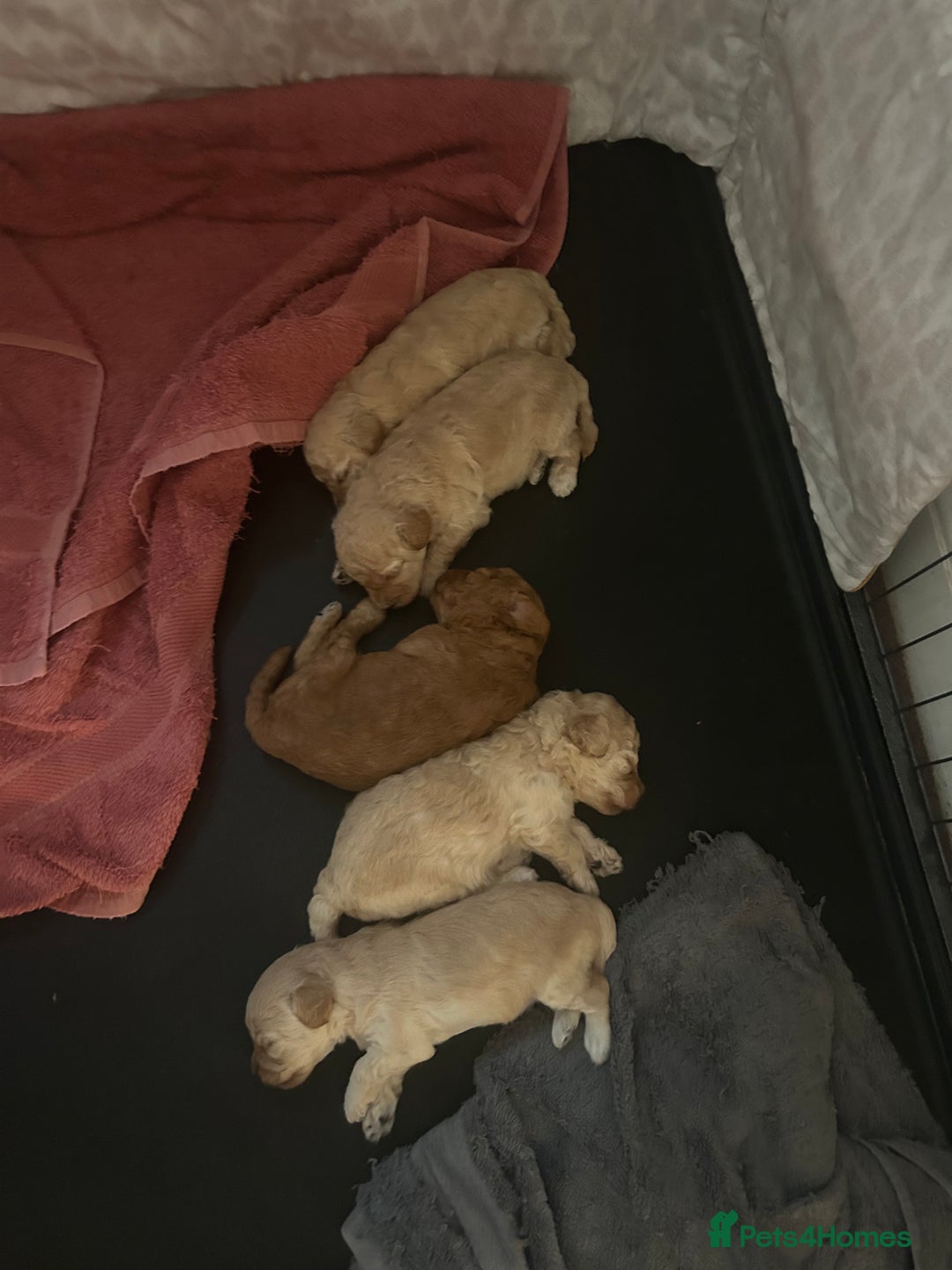 Cockapoo dogs for sale: cockapoo babies  - Image 16