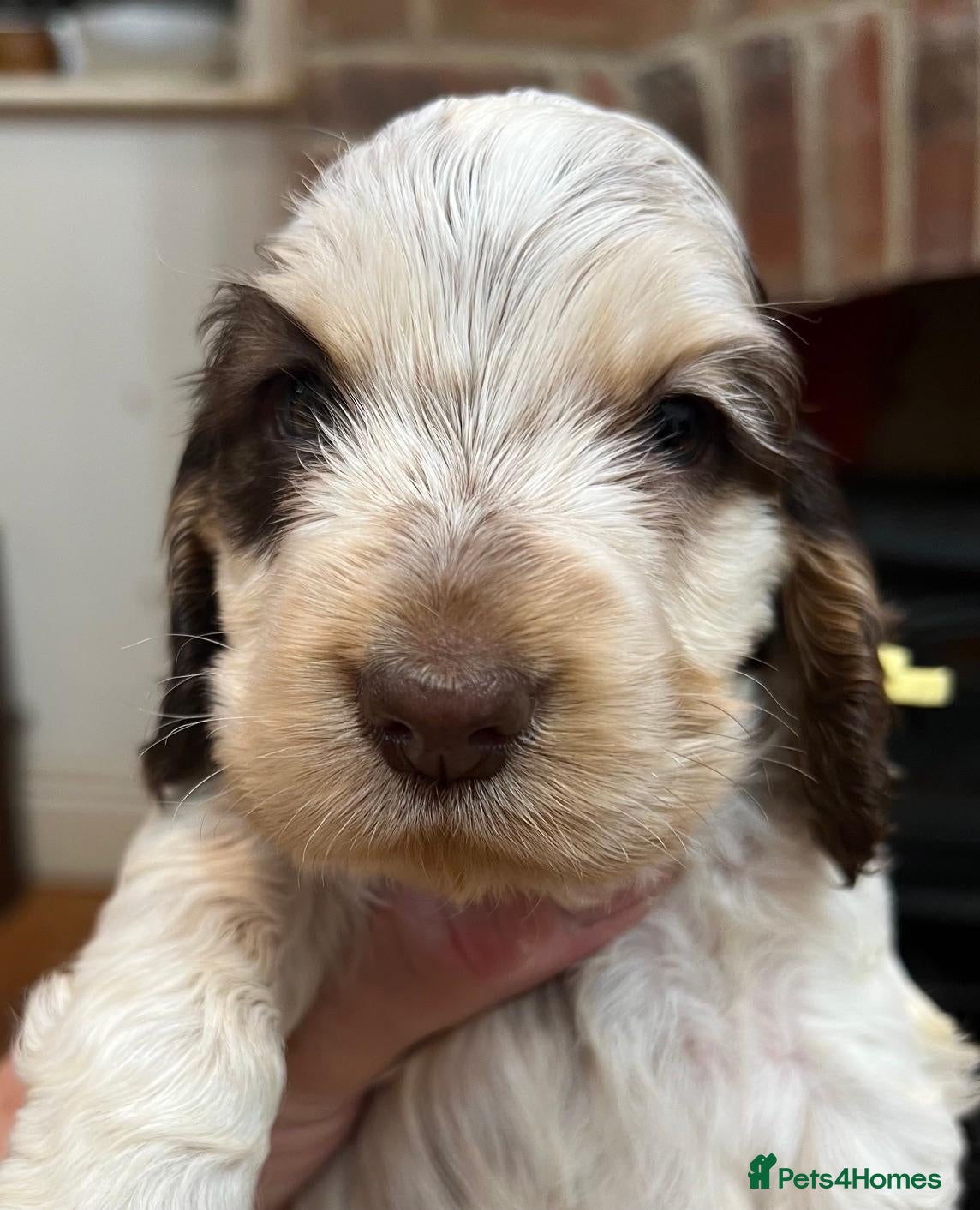 Cocker Spaniel dogs Stunning KC Choc. Roan Show Cocker Spaniel Pups - Advert 1