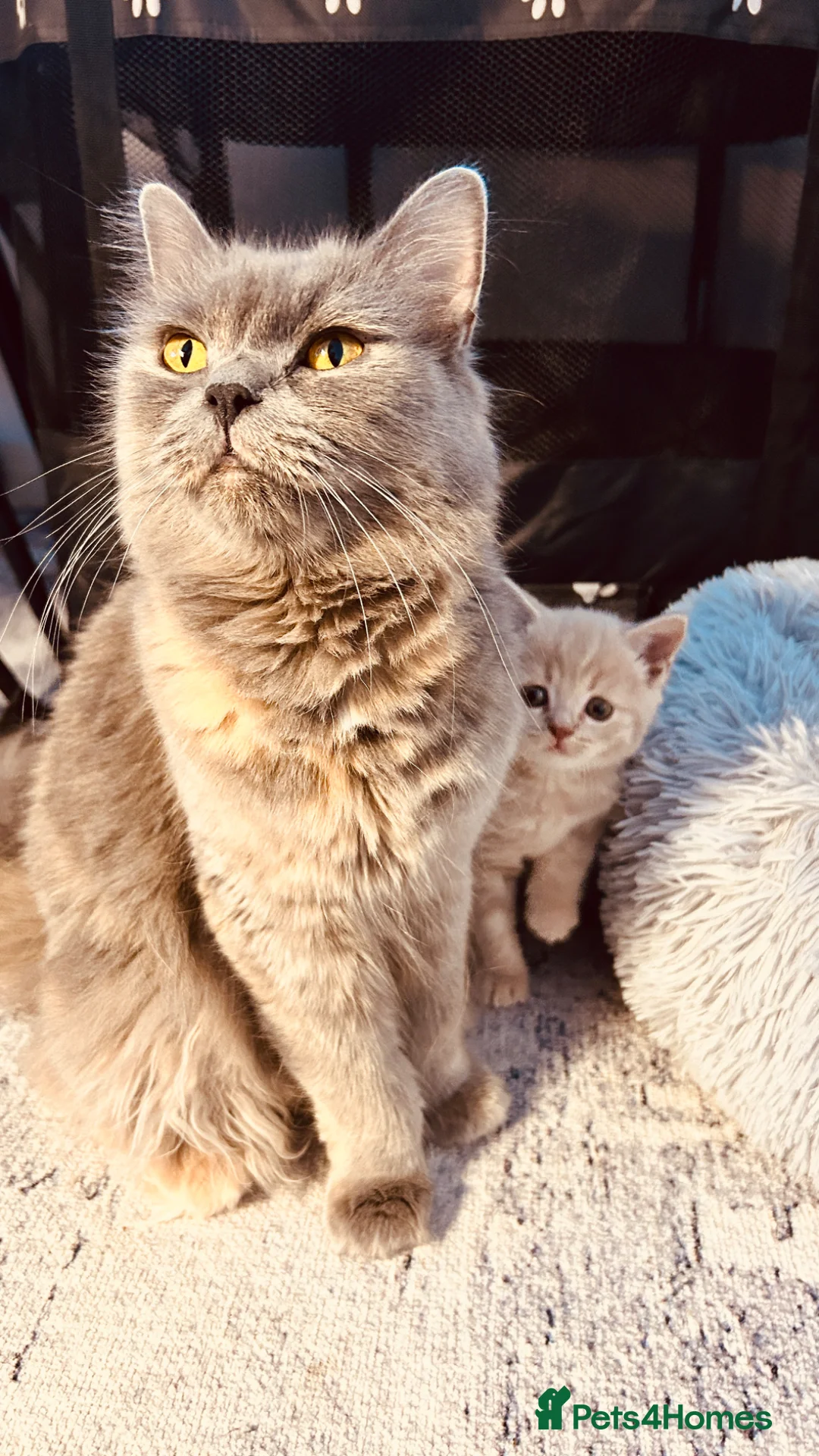Scottish Fold cats for sale: Six Stunning Scottish Fold Kittens  - Advert 2