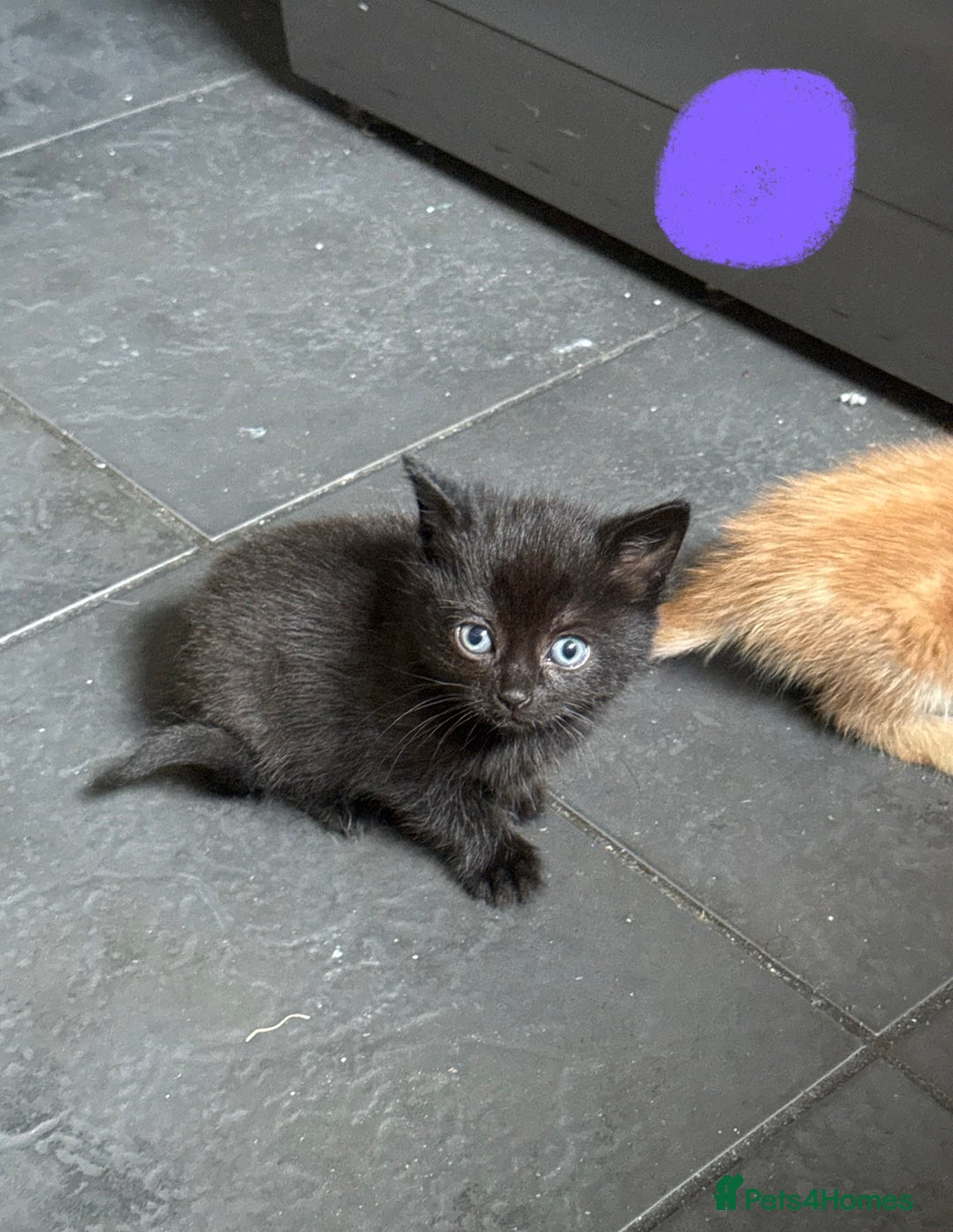 Mixed Breed cats for sale: Little girl ready on November 9th - Image 2