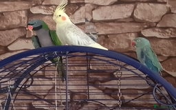 Parakeets birds for sale: Derbyan says hello, mimicks noises,chats away - Image 3