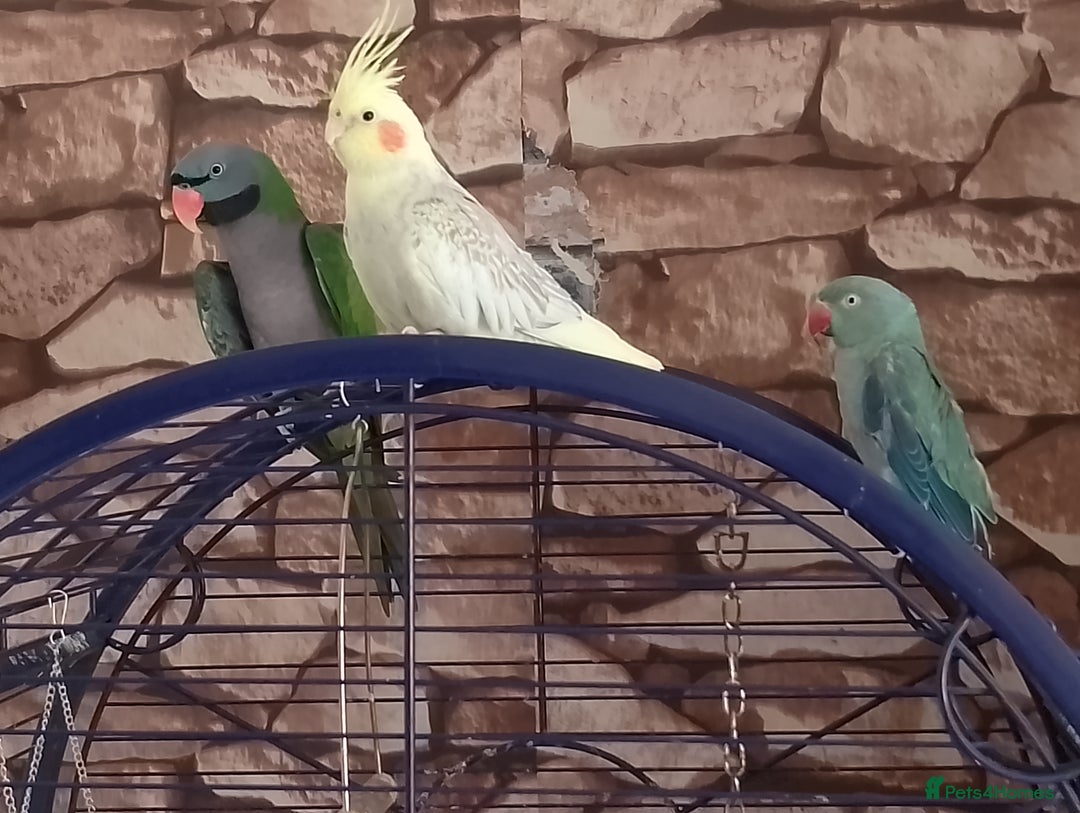 Parakeets birds for sale: Derbyan says hello, mimicks noises,chats away - Image 3