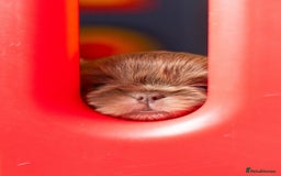 Shih Tzu dogs for sale: Stunning imperial Shih Tzu pups ready now - Image 3