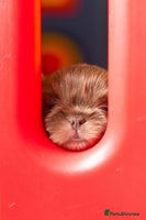 Shih Tzu dogs - Advert 9