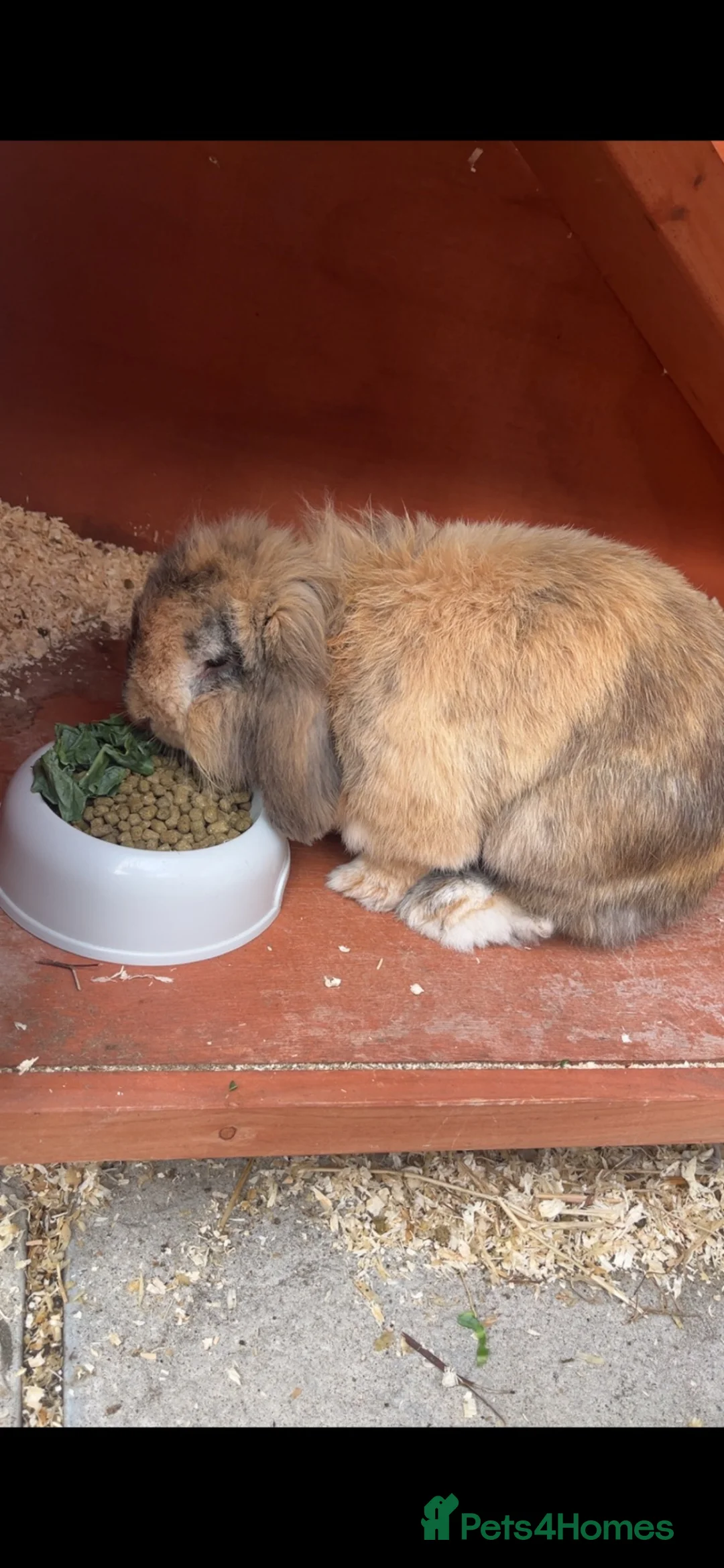 Lionhead rabbits for sale: Male Lionhead 6 years old - Advert 2