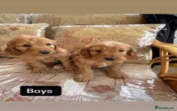 Cockapoo dogs for sale: F1 apricot cockapoos  - Image 4