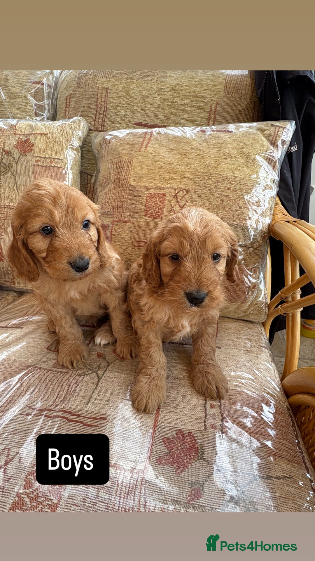 Cockapoo dogs for sale: F1 apricot cockapoos  - Image 4