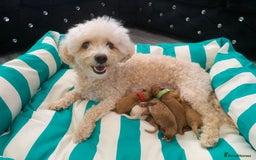 Poochon dogs for sale: Beautiful Poochon Puppies 🐾 - Image 20