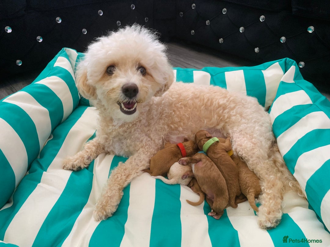 Poochon dogs for sale: Beautiful Poochon Puppies 🐾 - Image 20