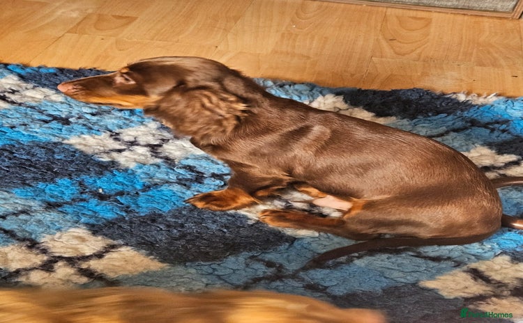 Dachshund dogs - Advert 2