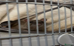 Rat rodents for sale: 2 male rats  - Image 2