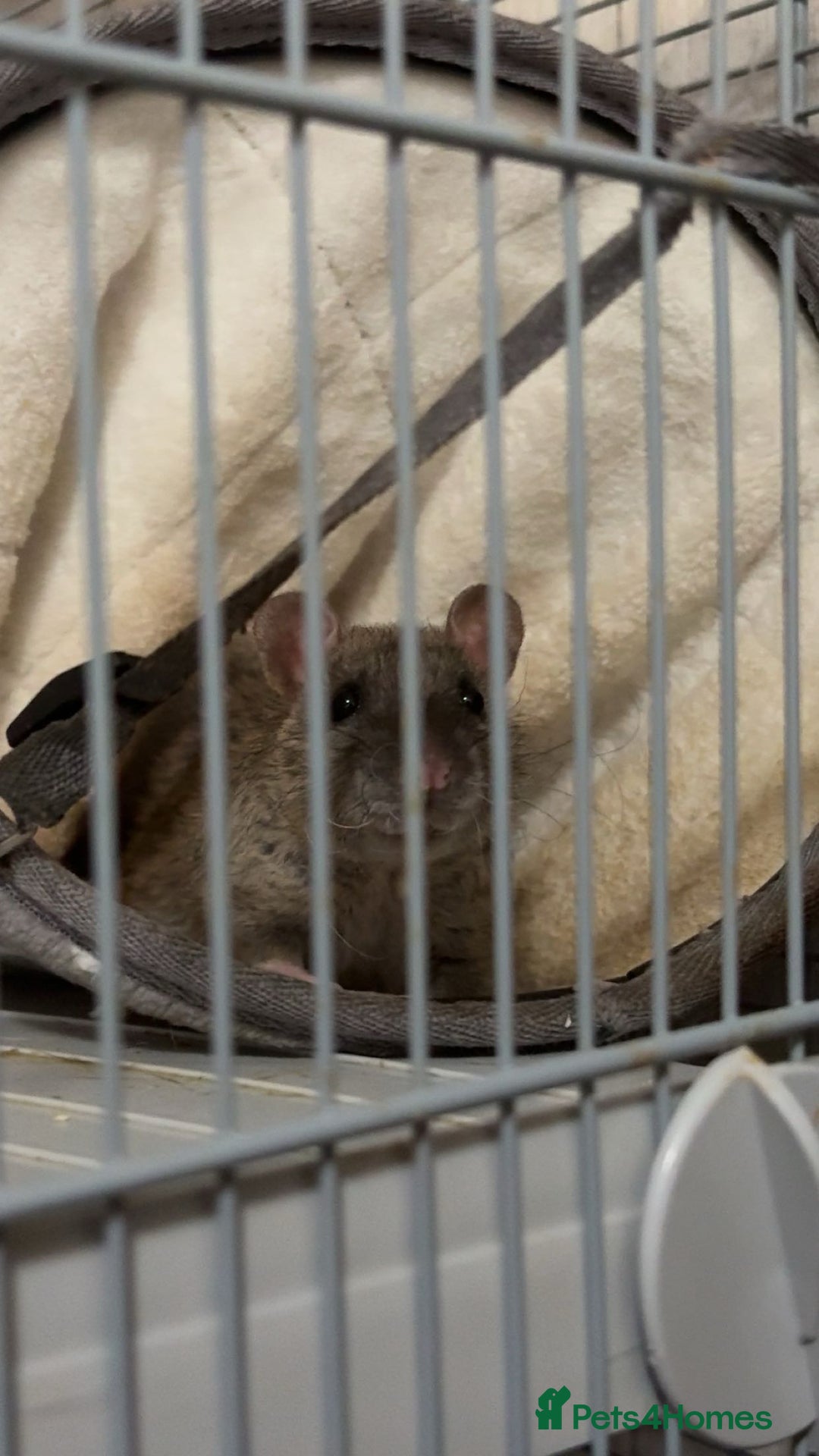 Rat rodents for sale: 2 male rats  - Image 2