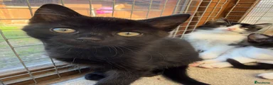 Domestic Shorthair 1